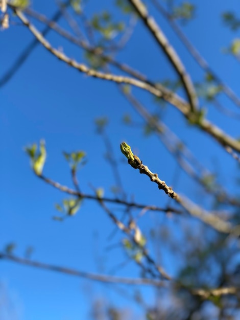 Low angle view of a tree