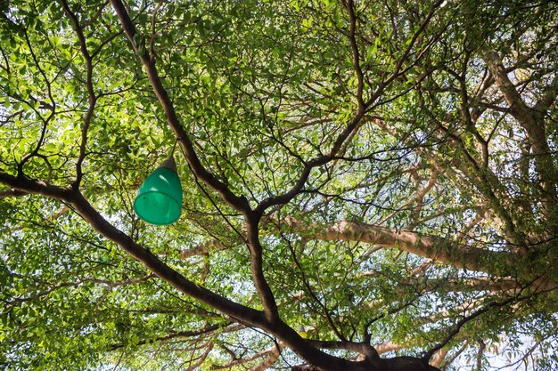 Low angle view of tree