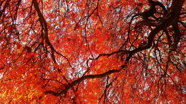 Low angle view of tree