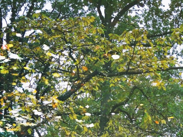 Foto vista ad angolo basso dell'albero