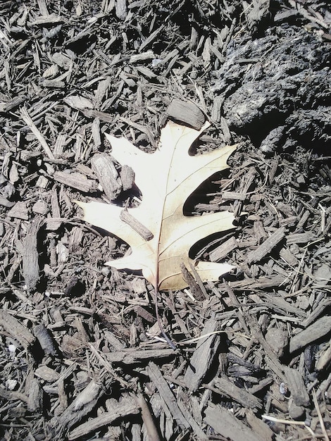 Foto vista ad angolo basso dell'albero