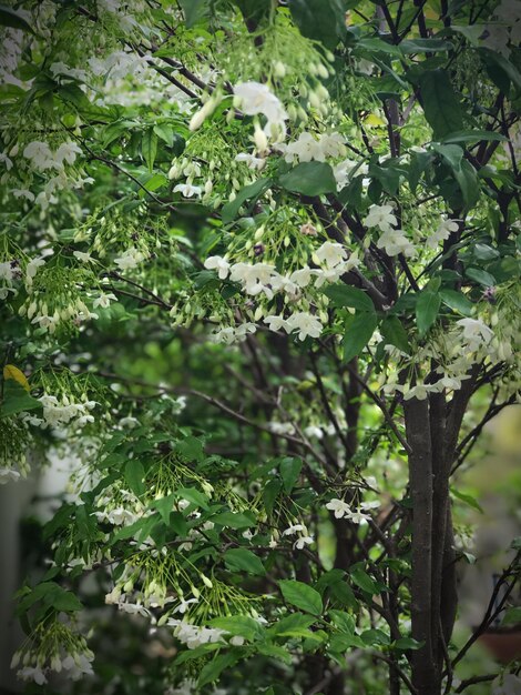 Low angle view of tree