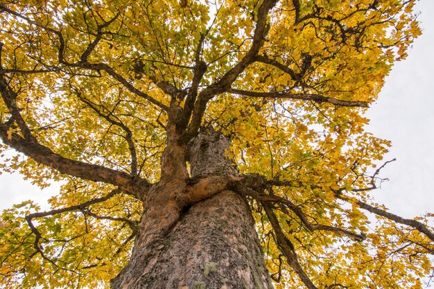 Photo low angle view of tree