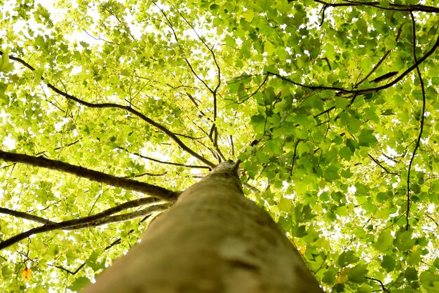 Photo low angle view of tree