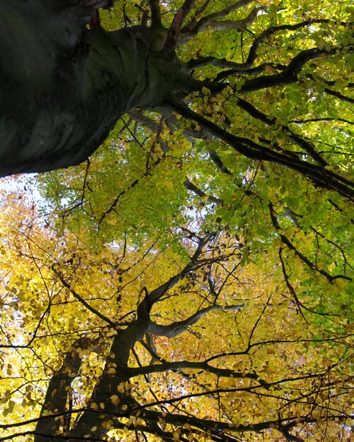 Low angle view of tree