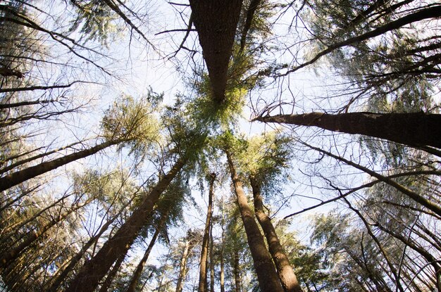 Foto vista ad angolo basso dell'albero