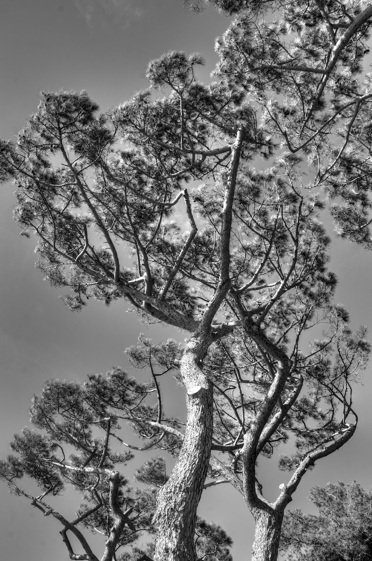 Photo low angle view of tree