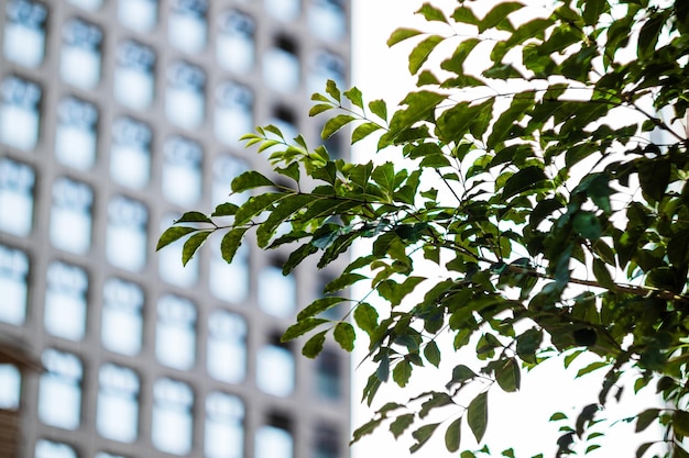 Photo low angle view of tree