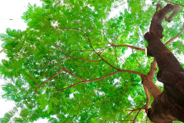 Low angle view of tree