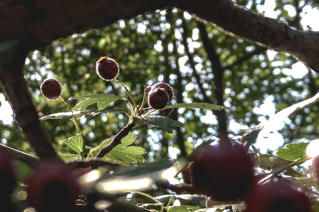 Photo low angle view of tree