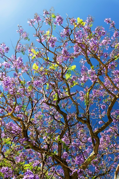 Low angle view of tree