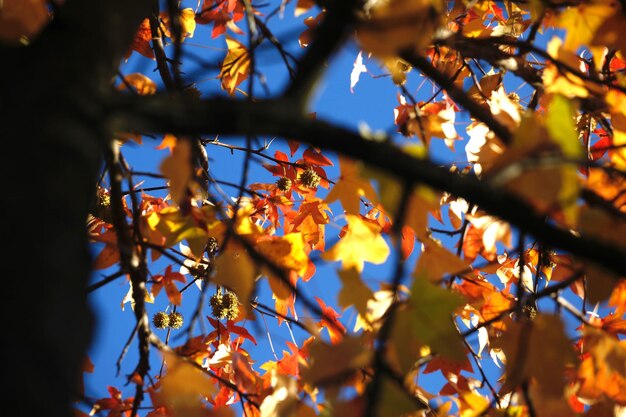 Foto vista ad angolo basso di un albero