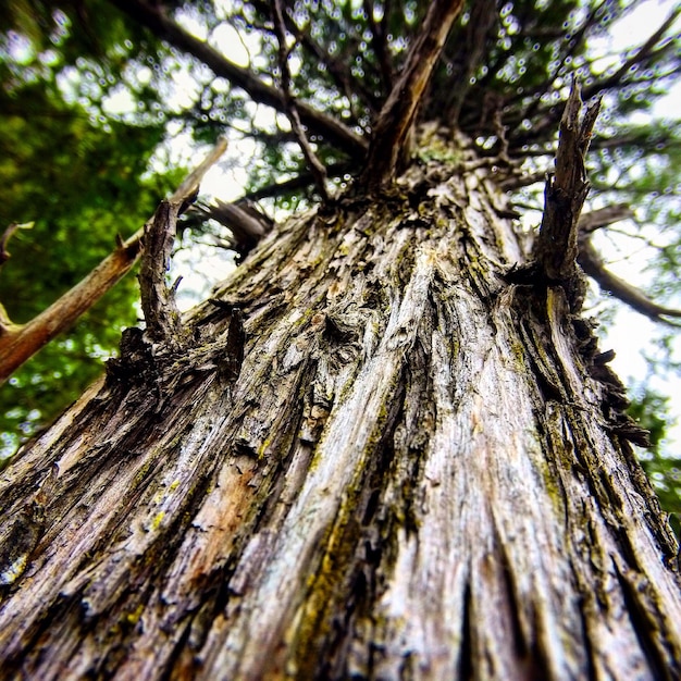 Photo low angle view of tree