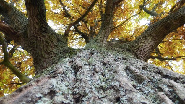 Low angle view of tree