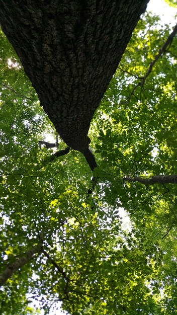 Foto vista ad angolo basso dell'albero