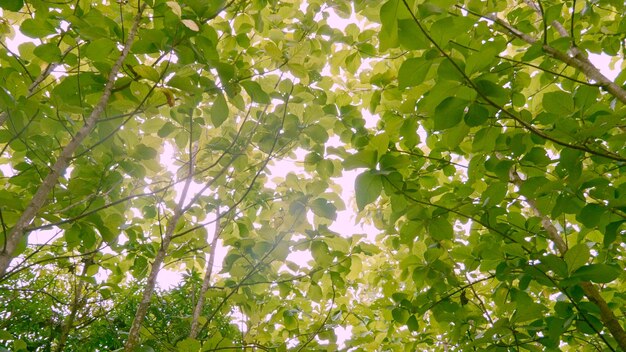 Low angle view of tree