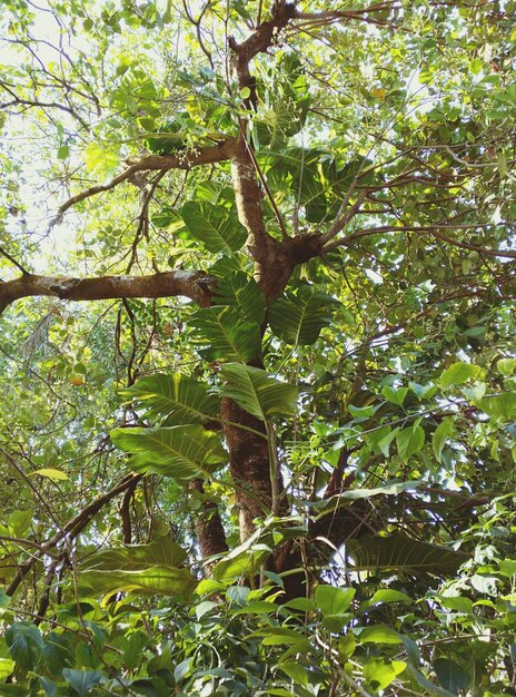 Low angle view of tree