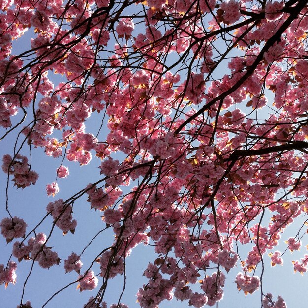 Photo low angle view of tree