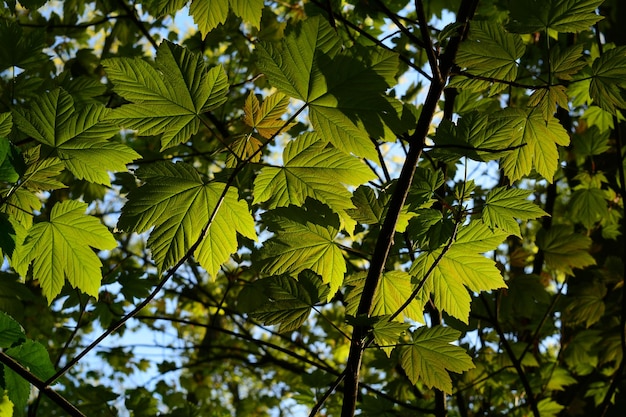 Low angle view of tree