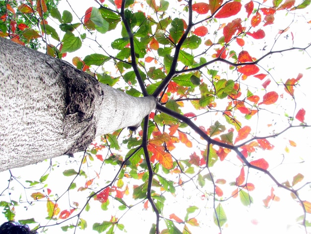 Foto vista ad angolo basso di un albero