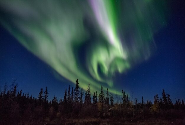 Foto vista ad angolo basso degli alberi contro l'aurora notturna