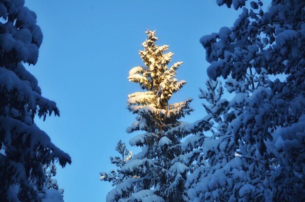 Foto vista ad angolo basso degli alberi contro il cielo blu durante l'inverno