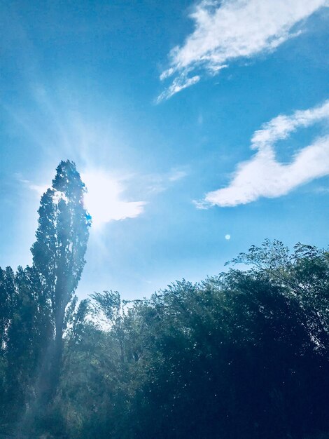 Low angle view of trees against blue sky on sunny day