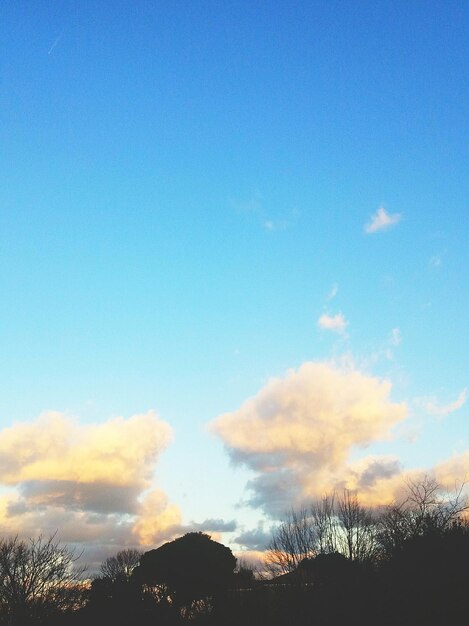 Low angle view of trees against blue sky