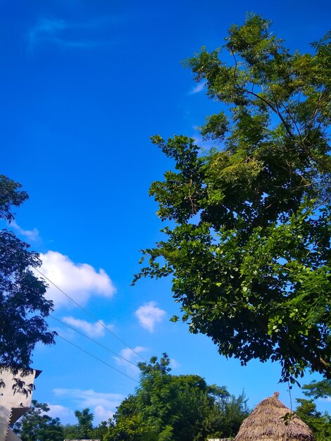 Low angle view of trees against blue sky