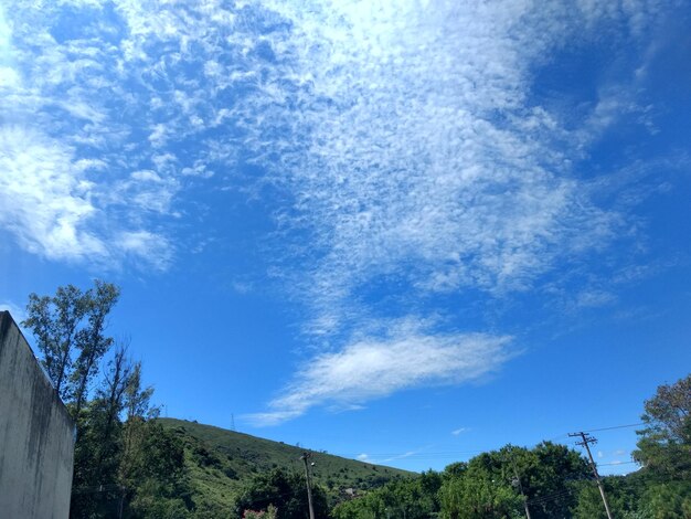 Foto vista ad angolo basso degli alberi contro il cielo blu