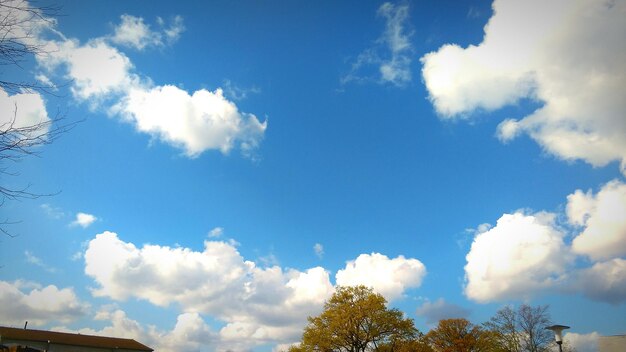 Low angle view of trees against blue sky