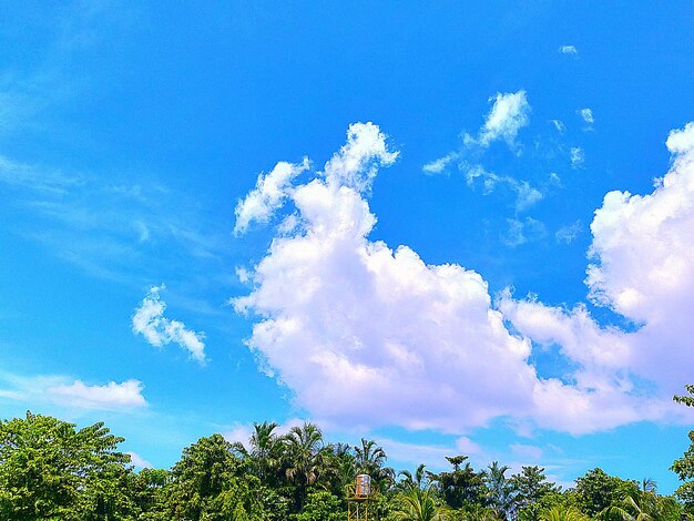 Low angle view of trees against blue sky