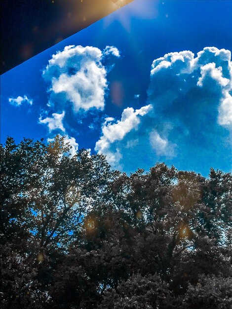 Low angle view of trees against blue sky