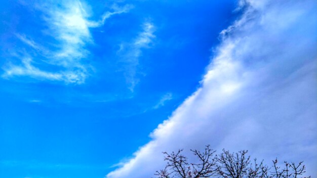 Low angle view of trees against blue sky