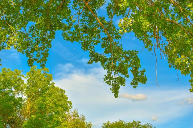 Low angle view of trees against blue sky