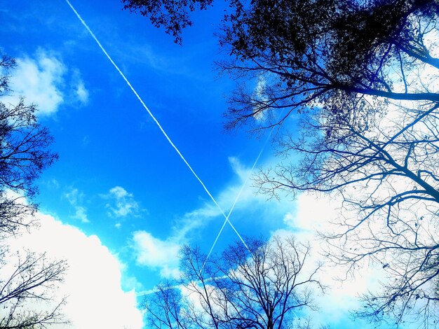 Low angle view of trees against blue sky