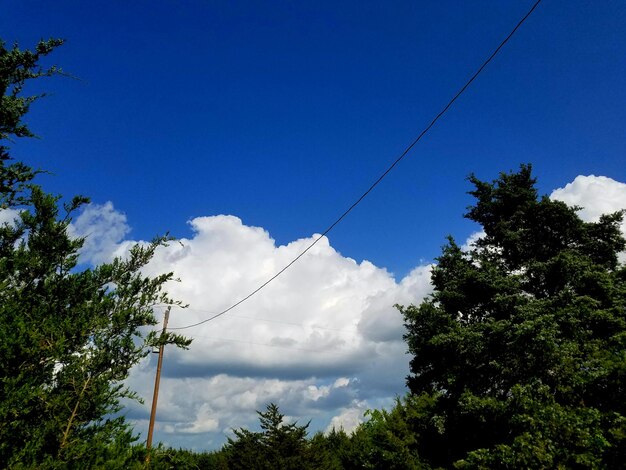 Low angle view of trees against blue sky