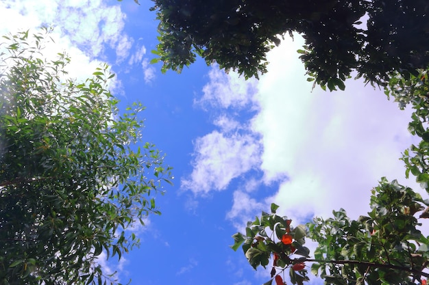 Foto vista ad angolo basso degli alberi contro il cielo blu