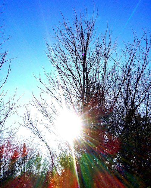 Foto vista ad angolo basso degli alberi contro il cielo blu