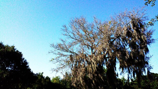 Low angle view of trees against blue sky