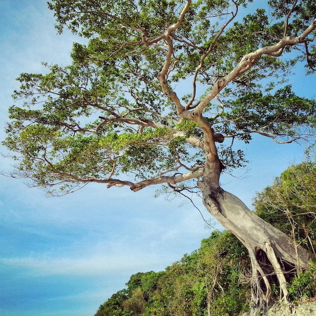 Photo low angle view of trees against blue sky