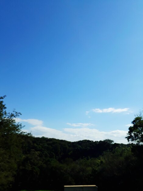 Low angle view of trees against blue sky