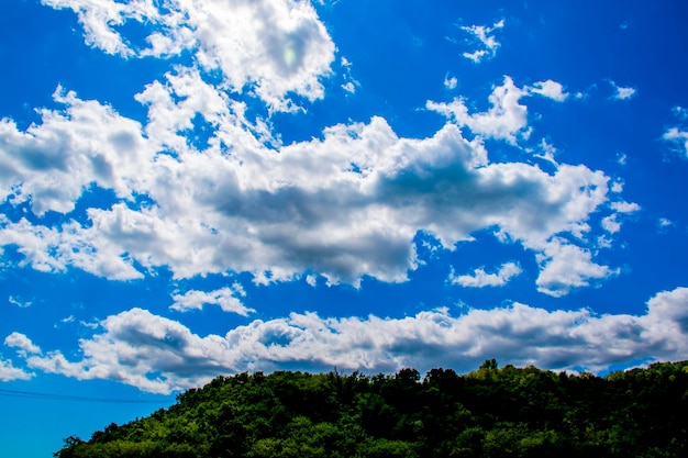 Low angle view of trees against blue sky