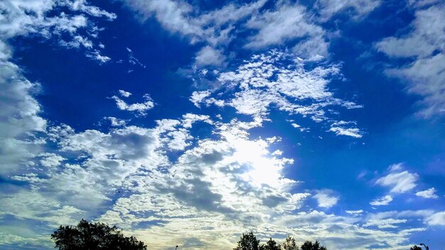 Low angle view of trees against blue sky