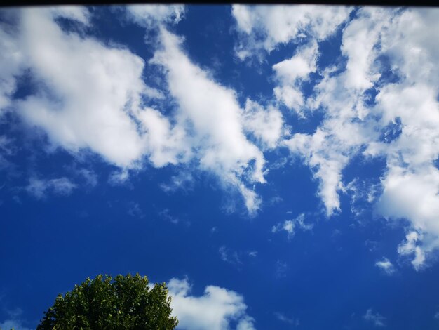 Low angle view of trees against blue sky