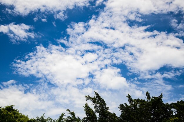 Low angle view of trees against blue sky