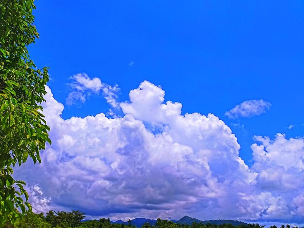 Low angle view of trees against blue sky