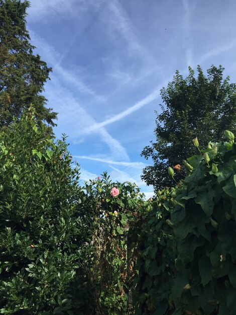 Low angle view of trees against blue sky