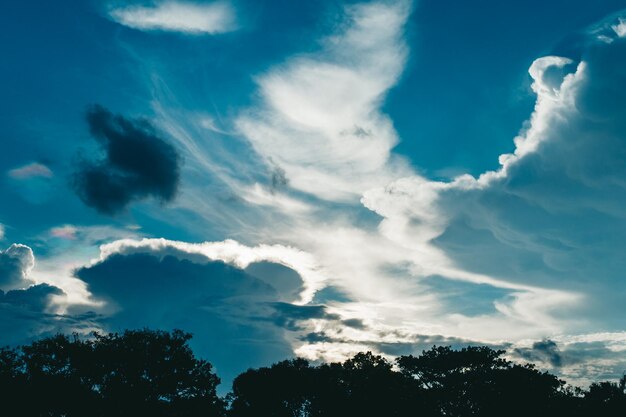 Low angle view of trees against blue sky