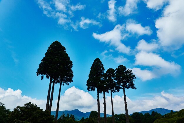 Low angle view of trees against blue sky